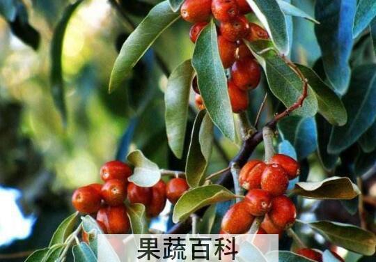 沙枣果的功效与作用