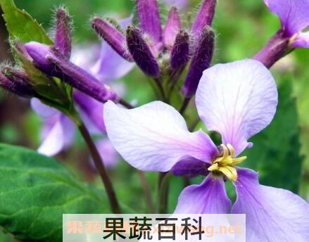 紫色兰草花的养殖方法
