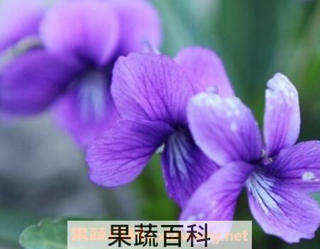 紫色兰草花的养殖方法