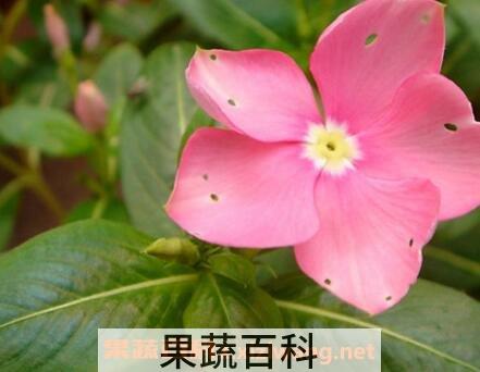 金达莱花的养殖方法和注意事项