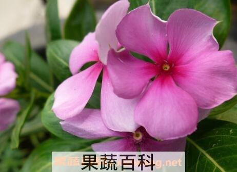 金达莱花的养殖方法和注意事项