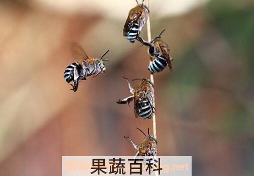 被蜂蜇了怎么办 被蜜蜂蛰了怎么处理