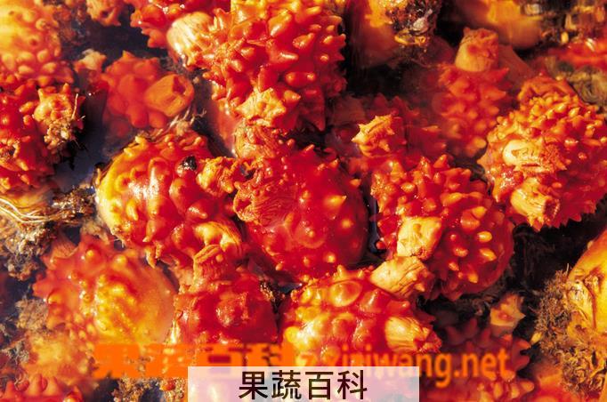 果蔬百科孕妇能吃海鞘吗