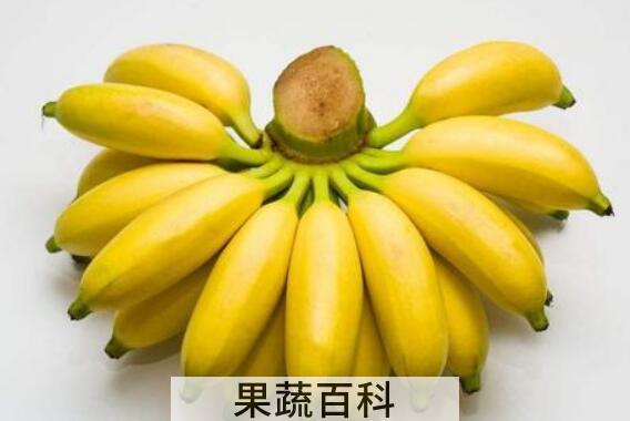 木香蕉的功效与作用及药用价值