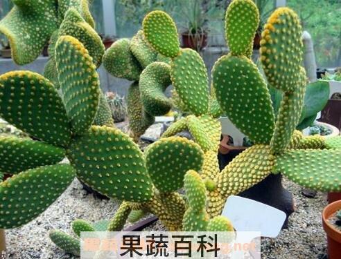 不适合放在客厅的植物