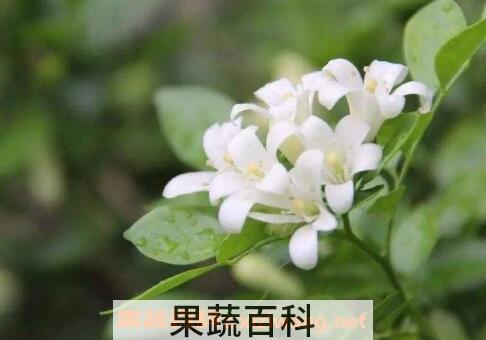 不适合放在客厅的植物