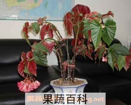 麻叶海棠花的养殖方法和注意事项