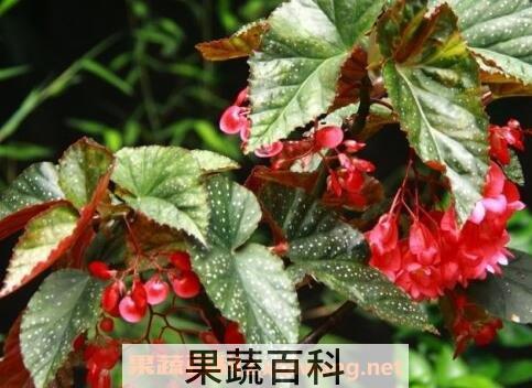 麻叶海棠花的养殖方法和注意事项