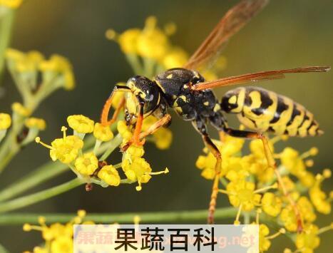 被黄蜂蜇了有什么危害 黄蜂蛰到怎么处理消肿