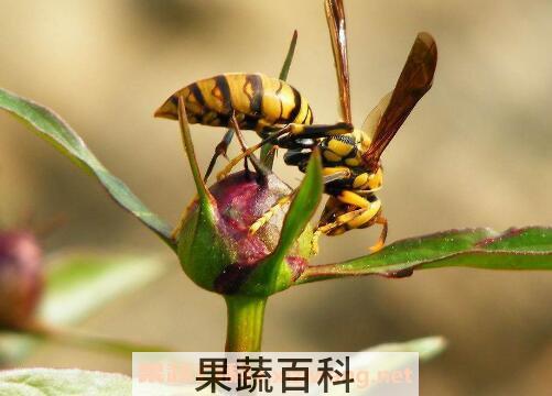 被黄蜂蜇了有什么危害 黄蜂蛰到怎么处理消肿