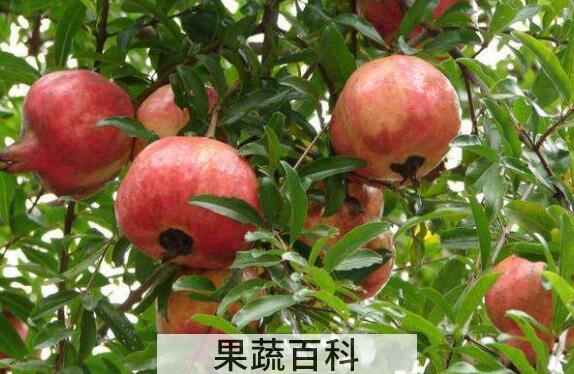 甜石榴的功效与作用与禁忌