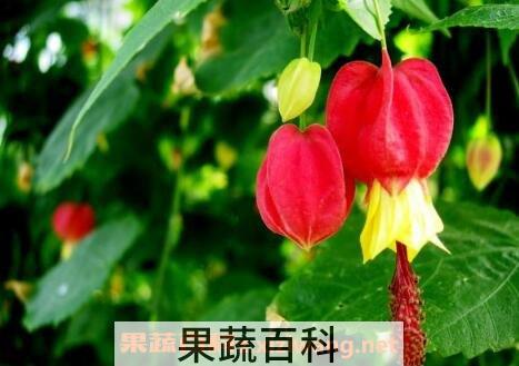 蔓性风铃花的养殖方法和注意事项