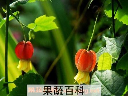 蔓性风铃花的养殖方法和注意事项