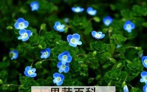 四季之星花的养殖方法和注意事项