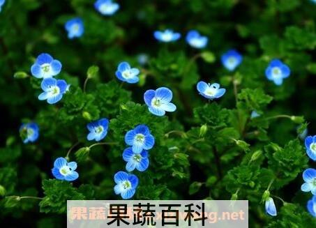 四季之星花养殖方法和注意事项