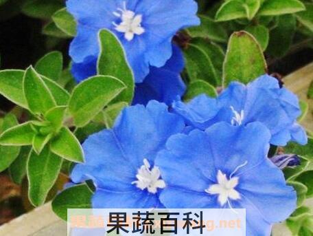 四季之星花养殖方法和注意事项