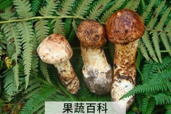 松茸菌的功效与作用 松茸菌的食用方法