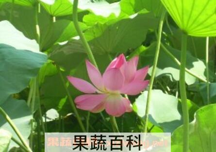 水芙蓉花的养殖方法和注意事项