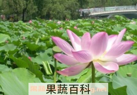 水芙蓉花的养殖方法和注意事项