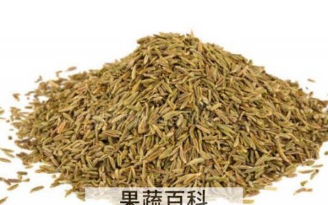 小茴香籽怎么泡水喝 小茴香籽怎么泡水