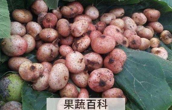 野地瓜的功效与作用及禁忌