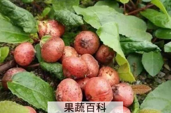 野地瓜的功效与作用及禁忌