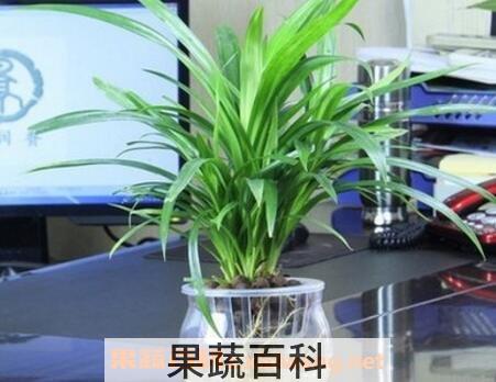 兰花水养的养殖方法
