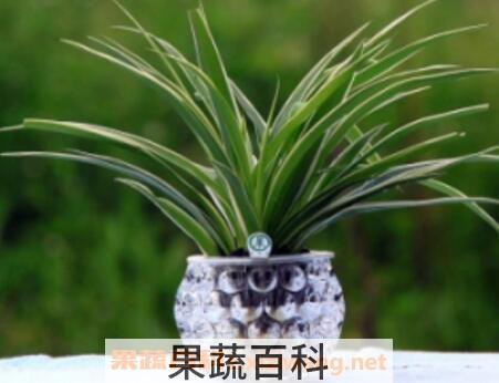 兰花水养的养殖方法