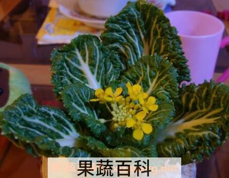 盆栽白菜花的养殖方法