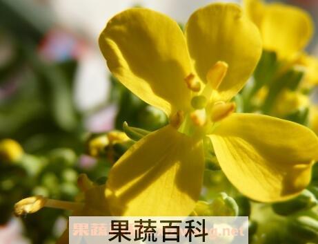盆栽白菜花的养殖方法