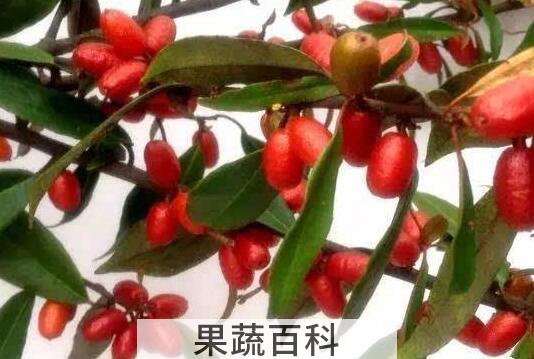 牛奶子的功效与作用