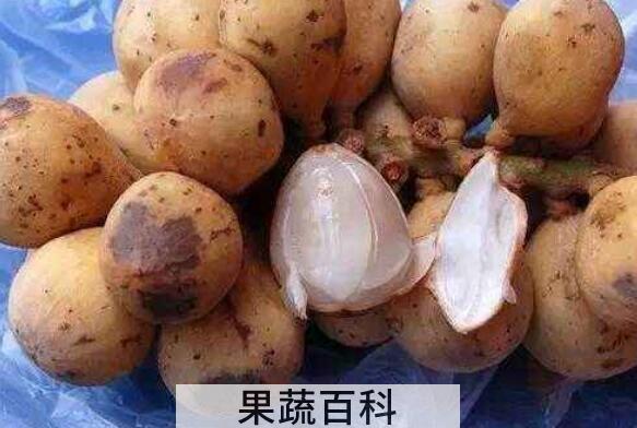 木奶果的功效作用