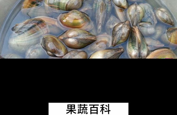 果蔬百科河蚌的营养价值