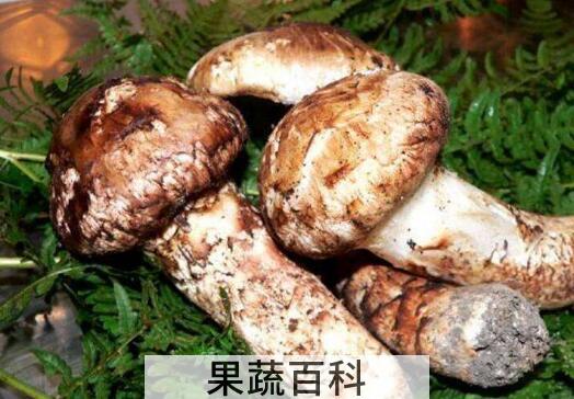 姬松茸和松茸的区别