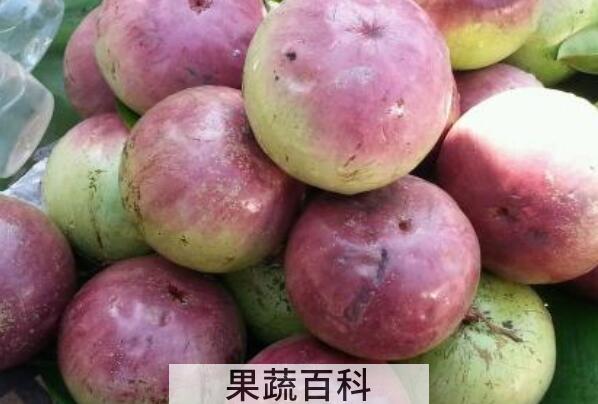 牛奶果怎么吃的 牛奶果的禁忌
