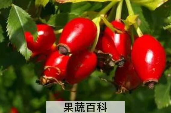 玫瑰果的功效与作用 哪些人不适合吃玫瑰果
