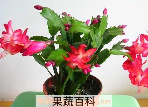 蟹爪兰的养殖方法 蟹爪兰怎么养
