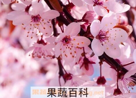 春天开的花有哪些