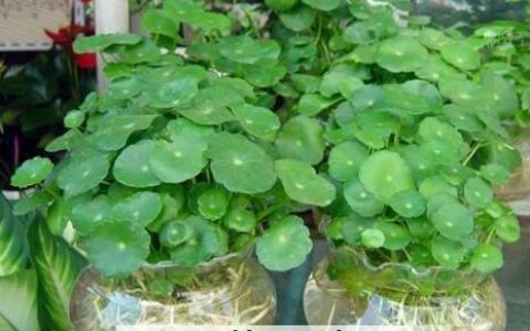 水培铜钱草的养殖方法和注意事项