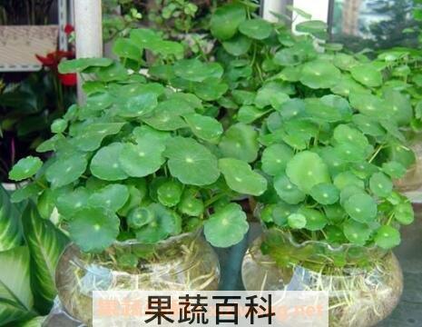 水培铜钱草的养殖方法