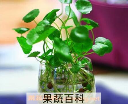 水培铜钱草的养殖方法