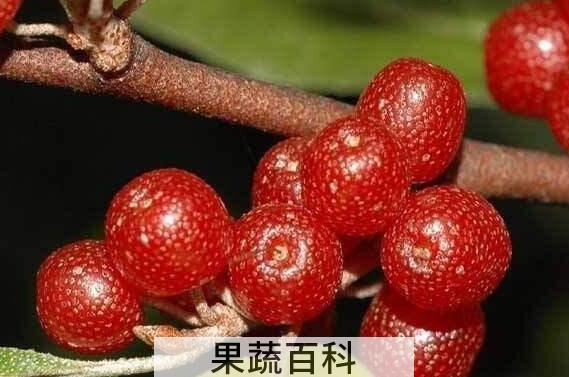 羊奶果的功效与作用 羊奶果怎么吃