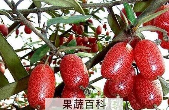 羊奶果的功效与作用 羊奶果怎么吃