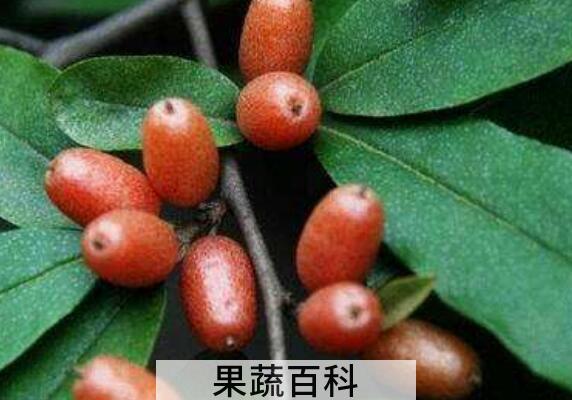 神秘果有什么害处 神秘果的副作用与禁忌