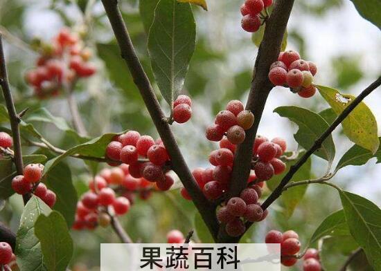神秘果有什么害处 神秘果的副作用与禁忌