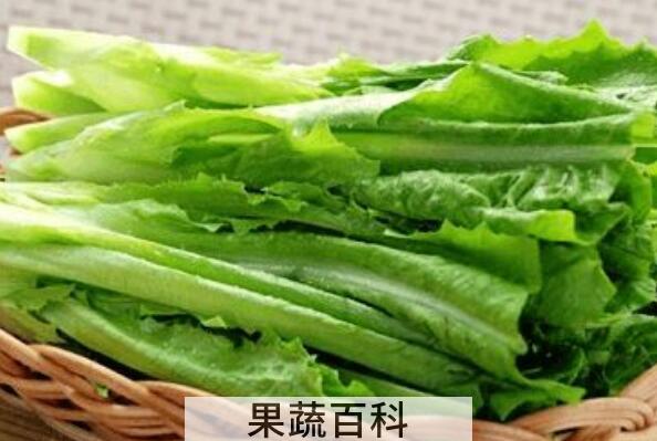 油麦菜的功效和禁忌