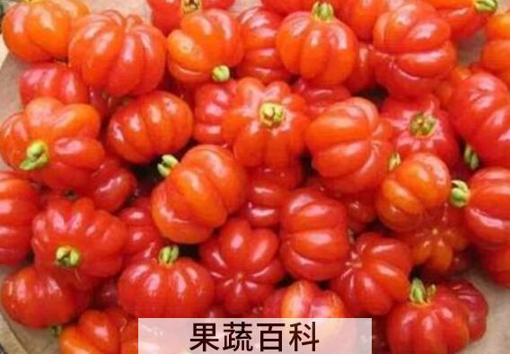 苦樱桃的功效与作用