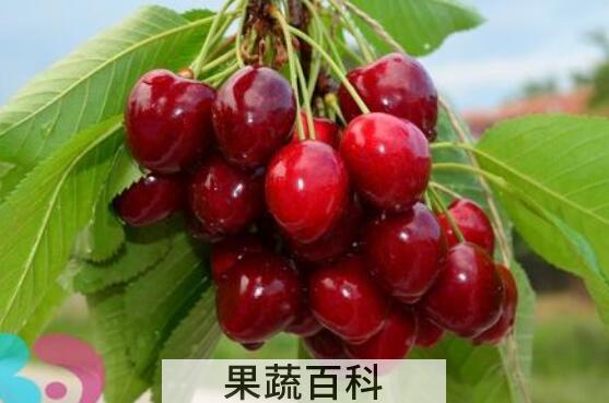 苦樱桃的功效与作用