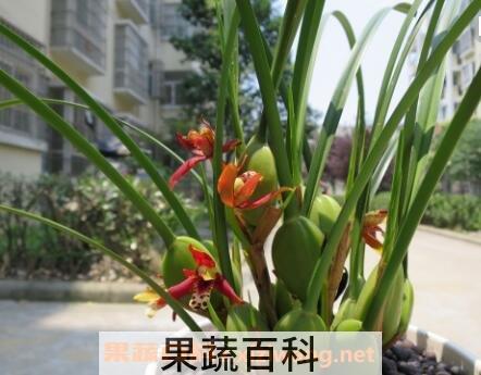 兰花的养殖方法 兰花怎么养