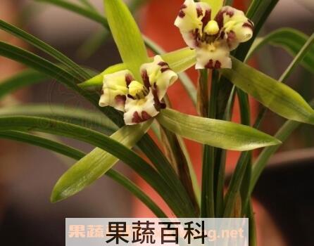 兰花的养殖方法 兰花怎么养